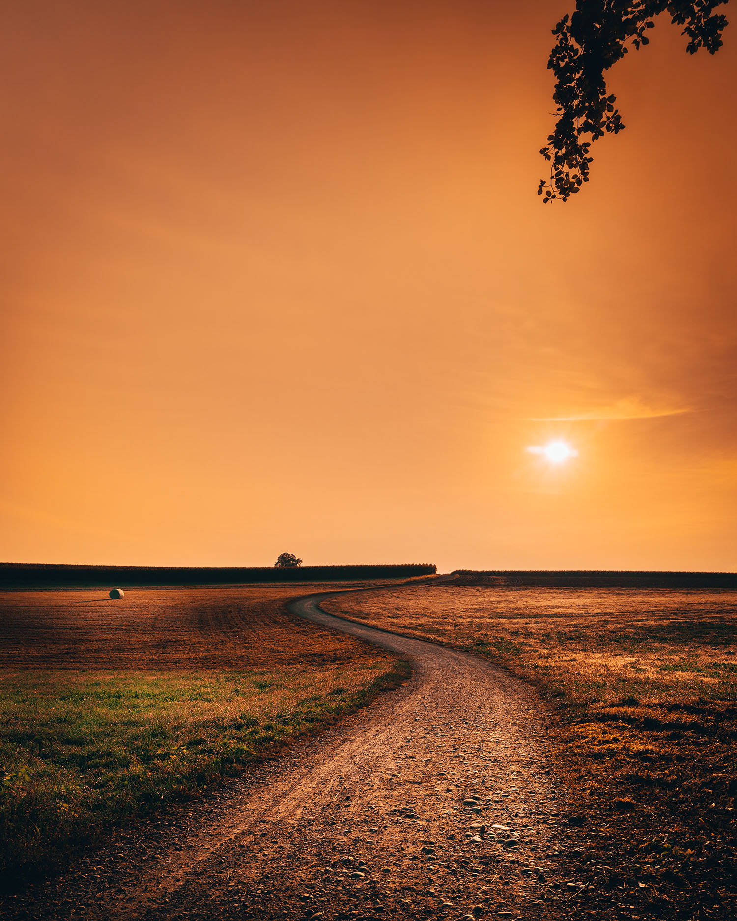picture of an empty path with the sun
