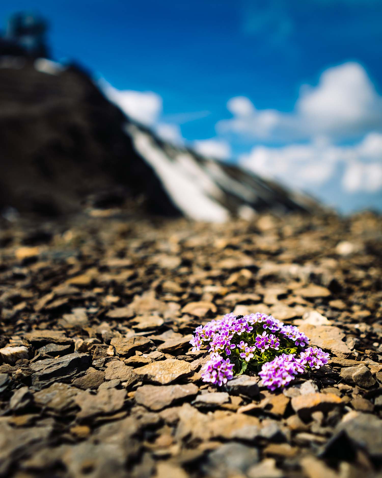 picture of lonely flowers on a mountain in les diablerets switzerland