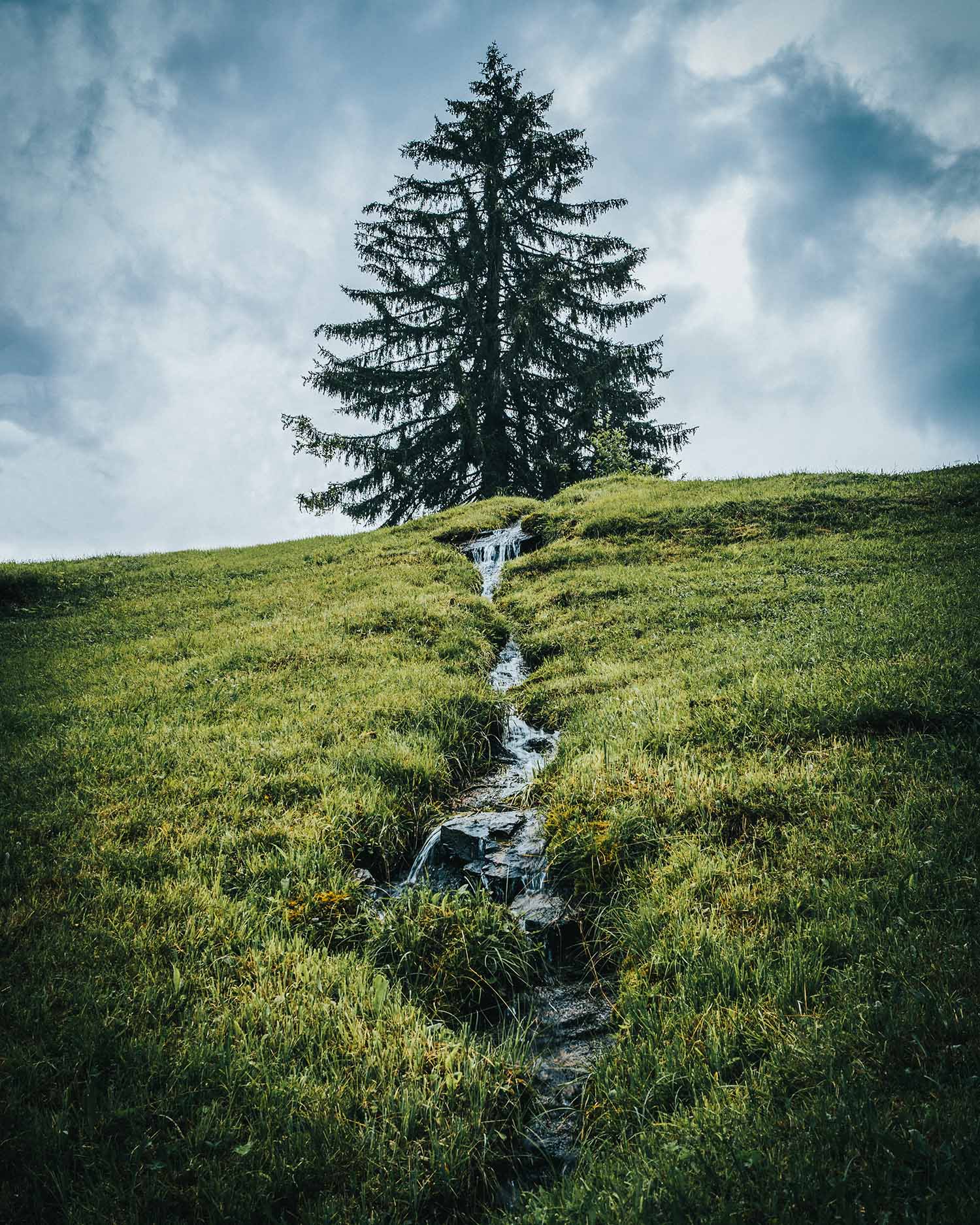 picture of a lonely tree in glarus switzerland