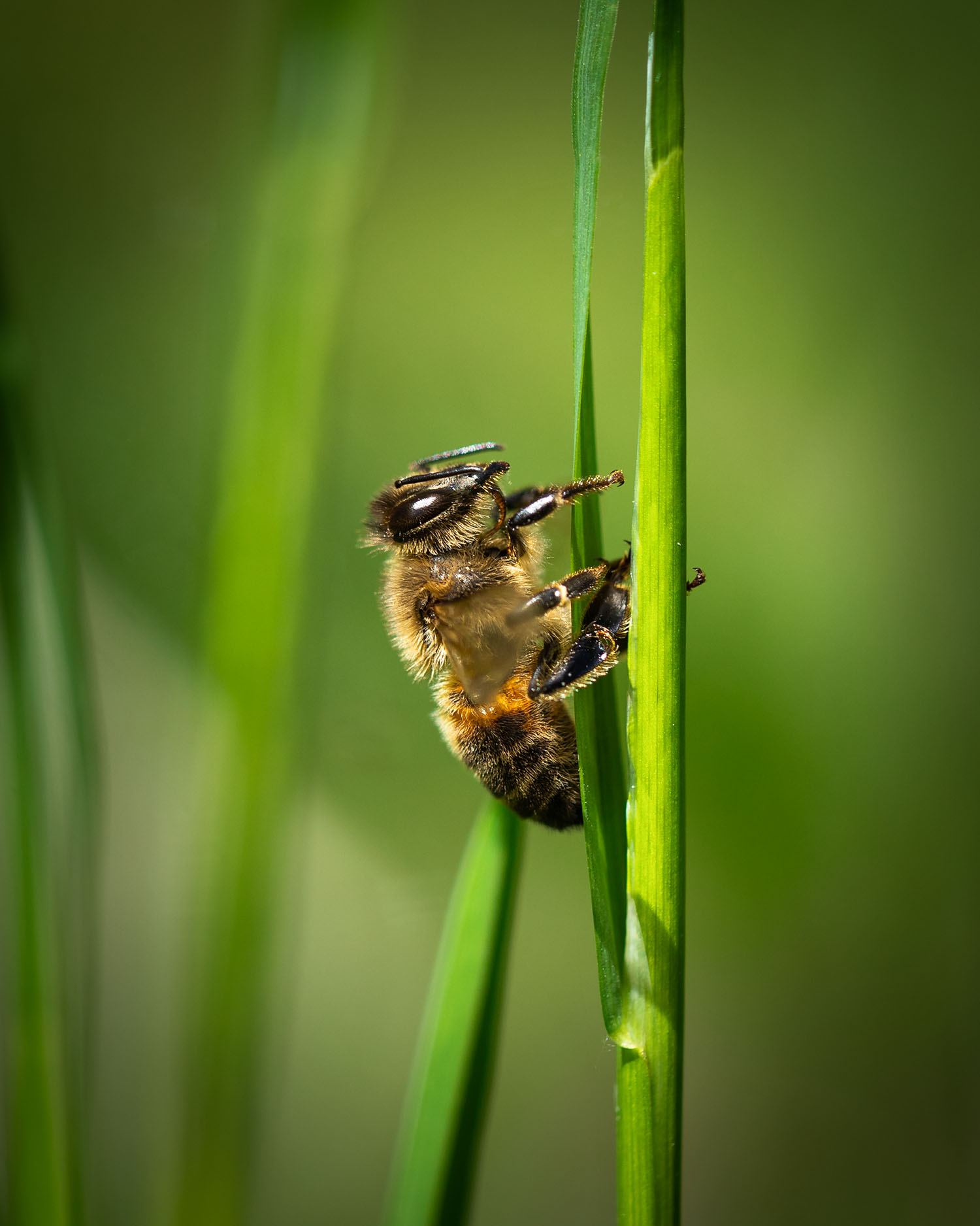 macro shot of a bee
