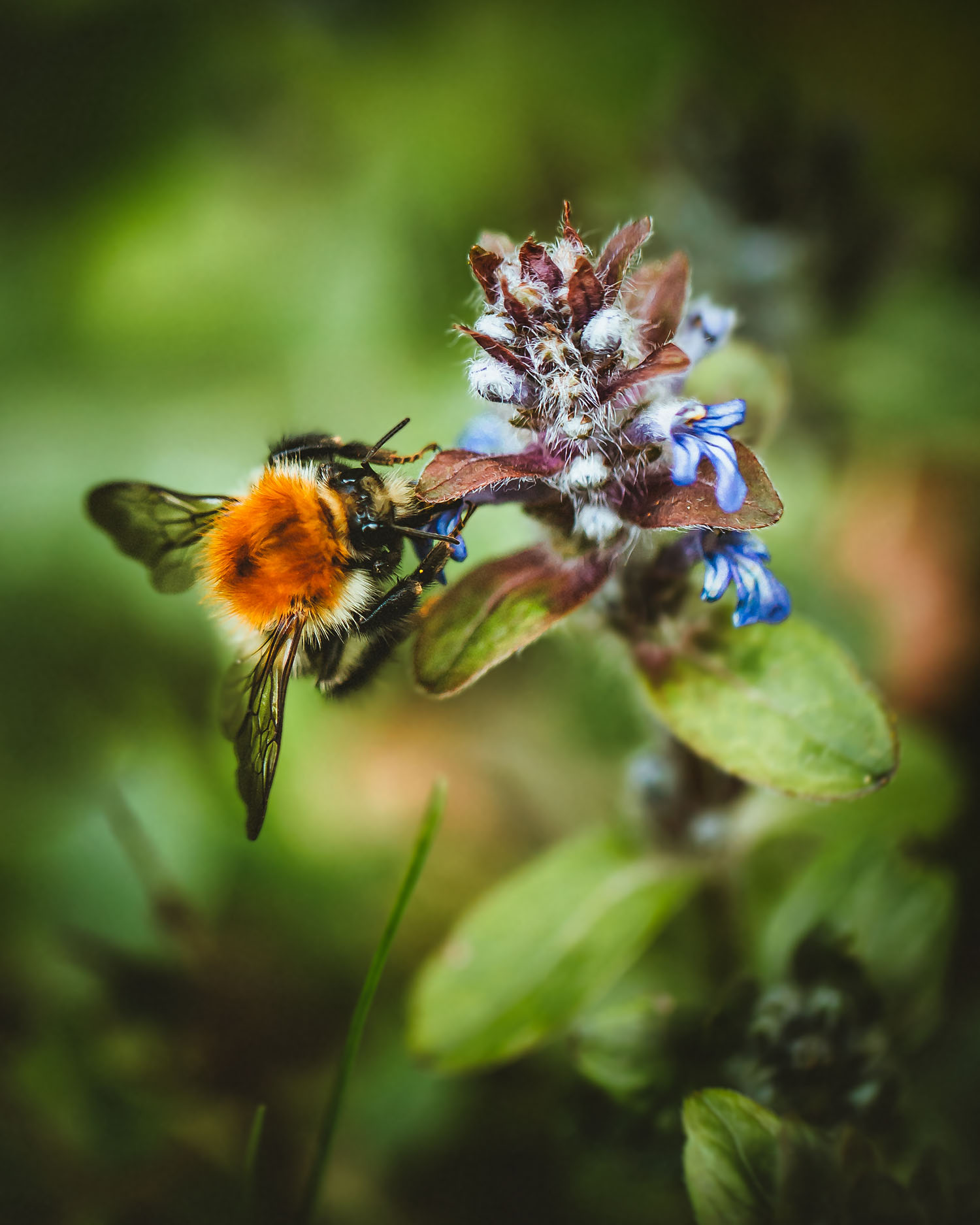 macro shot of a bumblebee