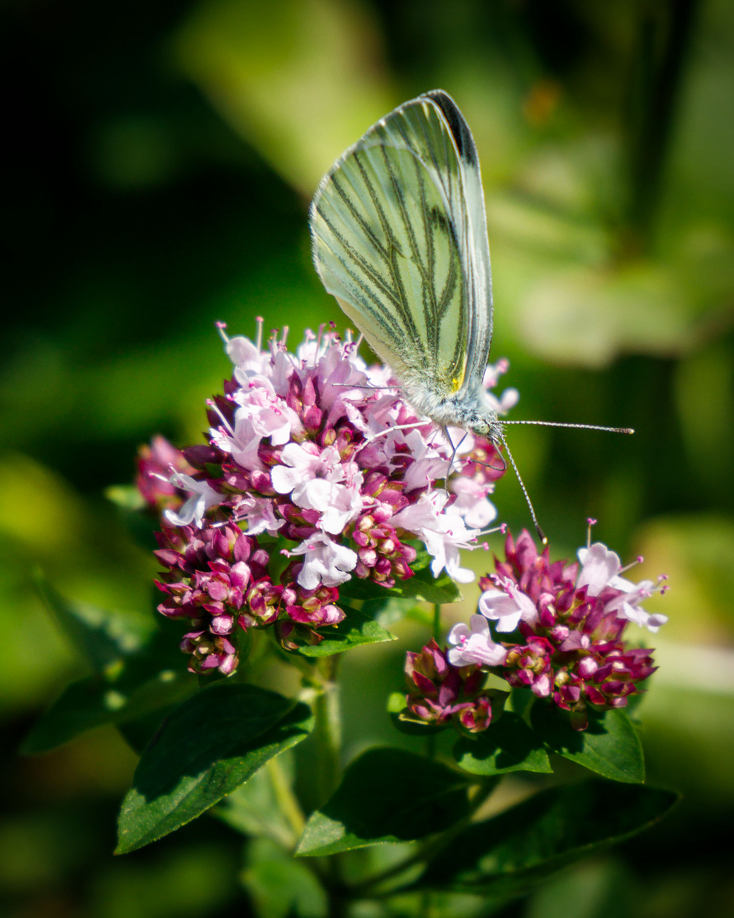 macro shot of a butterfly on flowers