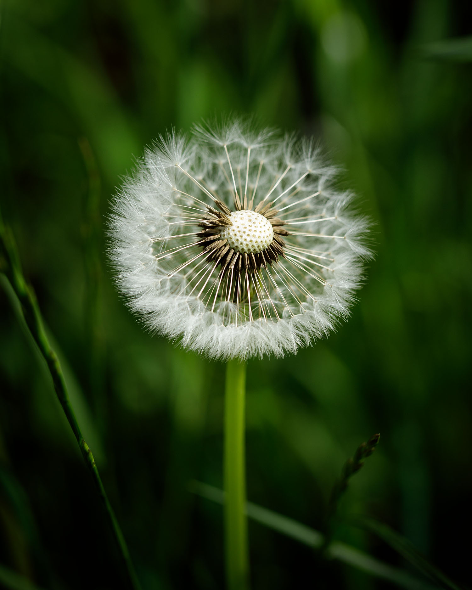macro shot of a dandelion